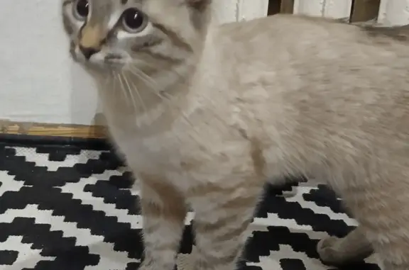 Кошка дымчатой окраски с голубыми глазами найдена в Гомзово, Йошкар-Ола