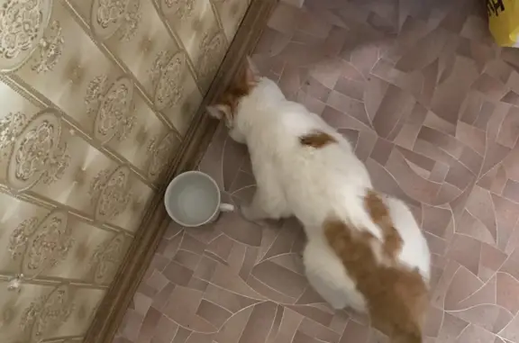 Найдена голодная и ласковая кошка: Белореченская улица, 17А, Екатеринбург