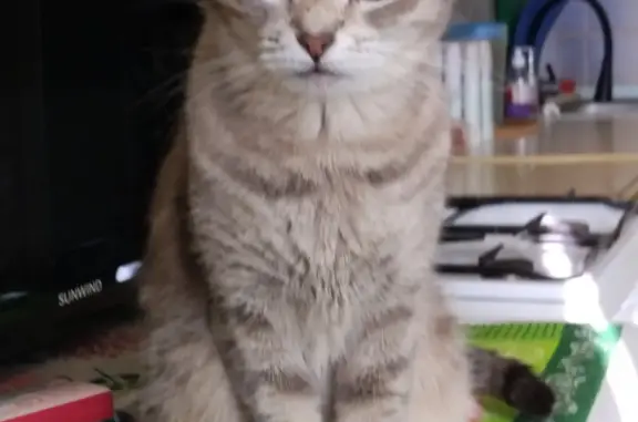 Кошки потеряшки, Москва, фото: Потеряшка серая полосатая кошка на Варшавском шоссе, 139