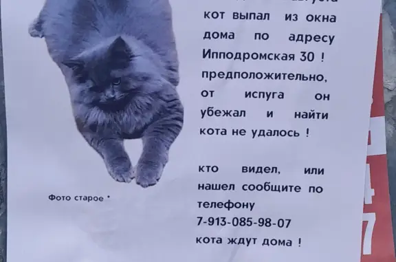 Потерянные животные Новосибирск, фото: Пропала кошка Раис, 89833923254, Ипподромская ул., 30, Новосибирск