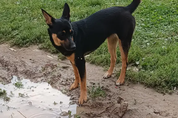 Найдена собака на ул. Лунная, 25, к.3 в Домодедово