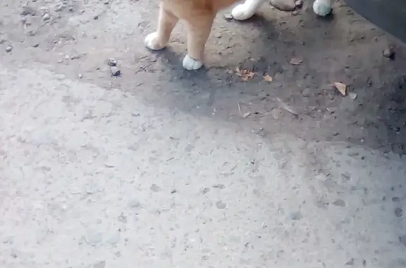 Кошка найдена на улице Фрунзе, 91