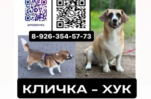 Пропала собака в Одинцовском районе, парк Малевича