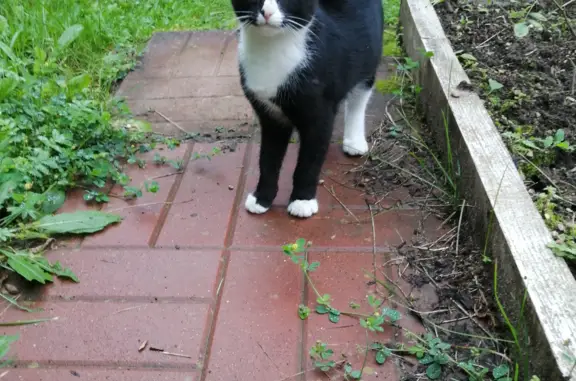 Найден черно-белый котенок в Локотне, Московская обл.