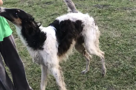 Найдены породистые собаки в Красной Горке, Нижегородская область