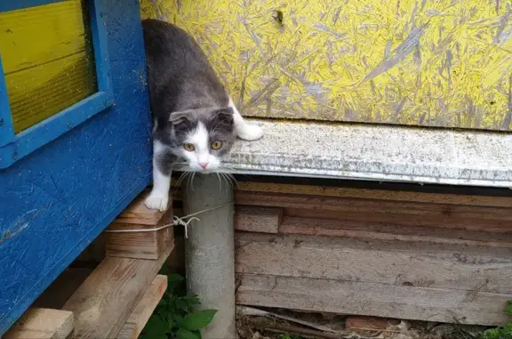 Пропала кошка в Татищево, Московская область