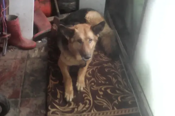 Найдена собака, Санкт-Петербург, фото: Собака Девочка, ул. Коммунаров, 107, Санкт-Петербург