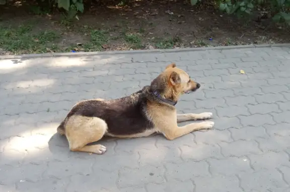 Собака найдена возле магазина Свежее мясо на Тружеников, 48