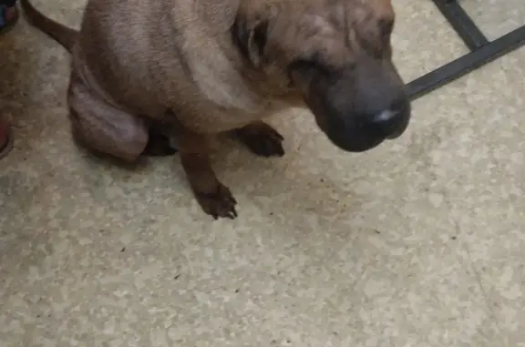 Пропала собака Порода шарпей в лесу Новосибирска