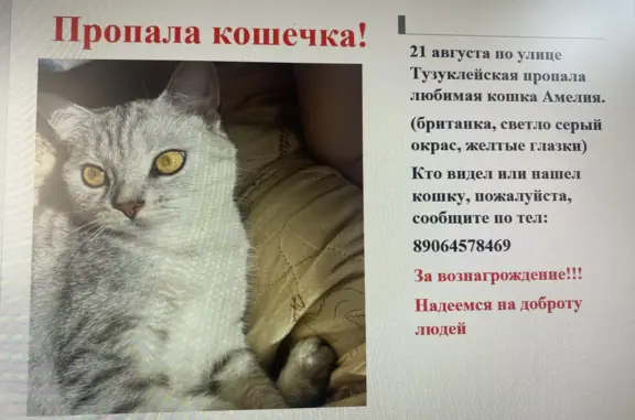 Пропала кошка в районе Молодежка, Николаева ул. 9, Астрахань
