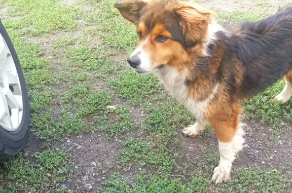 Собака Дворняга найдена в Кургане