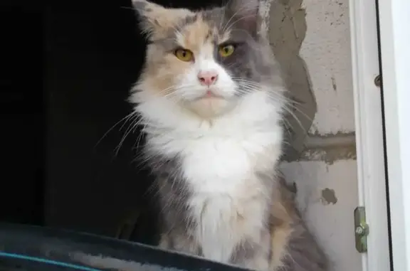 Пропала кошка в Ленинском, Новосибирская обл.