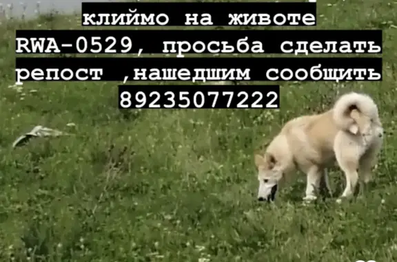 Пропала собака на трассе Белово-Залесово, район Стелла Алтай-Кузбасс, 125 км