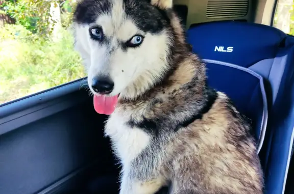 Собака Хаски найдена в лесу, Каштак, Забайкальский край