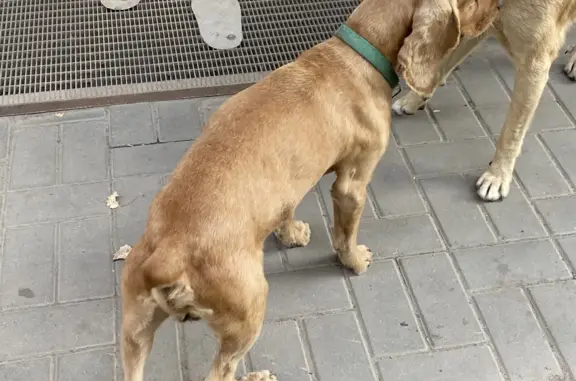 Собака-спаниель в зелёном ошейнике, Нижняя Александровка, Ростов-на-Дону