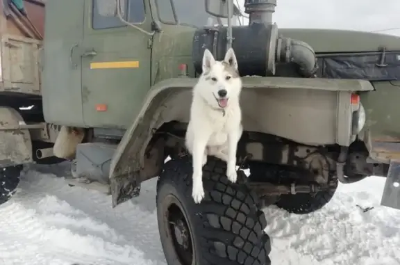 Потерянные животные Преображенка, фото: Пропали в лесу 2 кобеля в Тюменской области