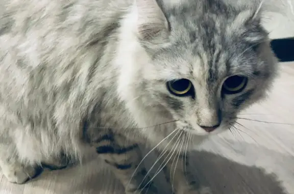 Найдена пушистая кошка в Красноярске, Линейная 99