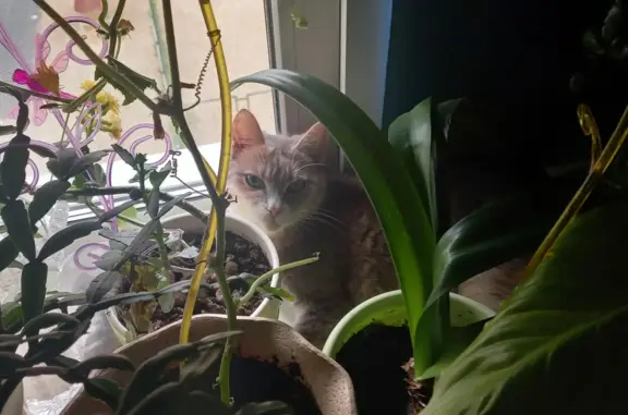 Кошки потеряшки, Екатеринбург, фото: Потеряшка кошка в Екатеринбурге