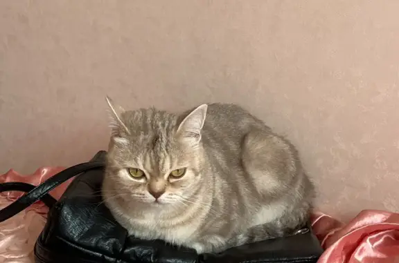Пропала кошка на Смирновской, 78, Татарск