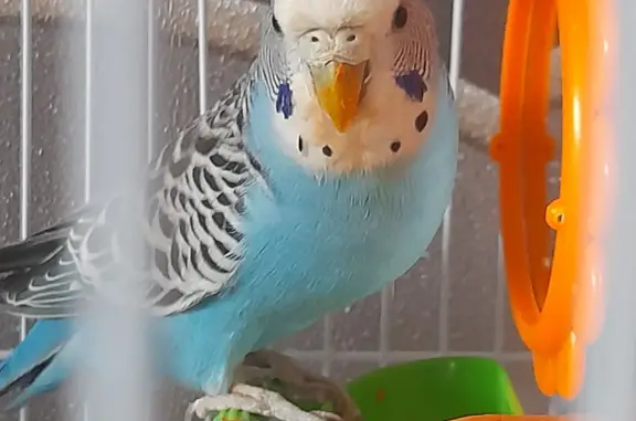 Объявления о пропавших и найденных животных, Усть-Катав, фото: Пропал попугай Жорик в Усть-Катаве