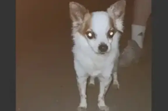 Собаки потеряшки, Тверь, фото: Потеряшка собака Чип, ул. Савельева, 31, Тверь