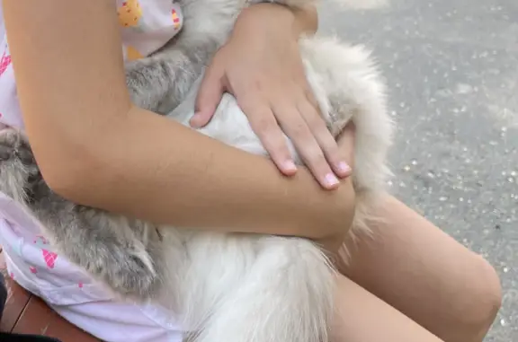 Найдена кошка на Пролетарской ул., Оренбург