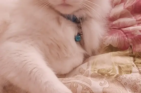 Найден белый котик с разными глазами в Ярославле