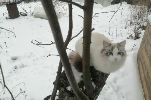 Пропала кошка Соня в Царицыно, вознаграждение Казань