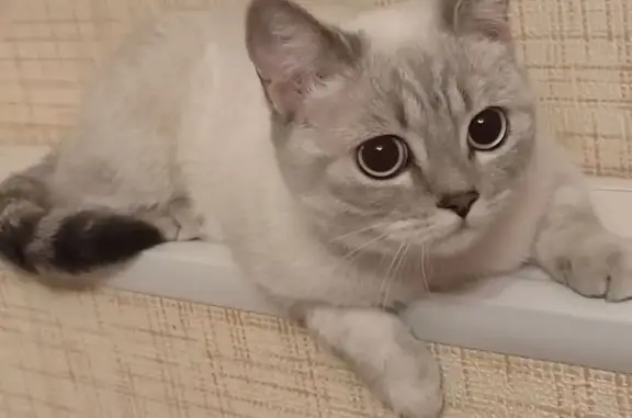 Объявления о пропавших и найденных животных, Тамбов, фото: Пропала кошка на ул. Аграрная, 68, Тамбов