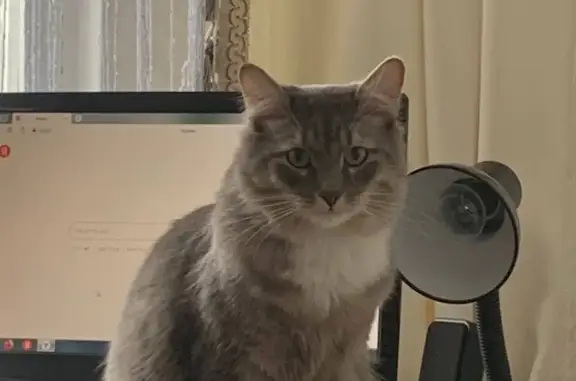 Кошки потеряшки, Киров, фото: Потеряшка кот, ул. Екатерины Кочкиной д. 4