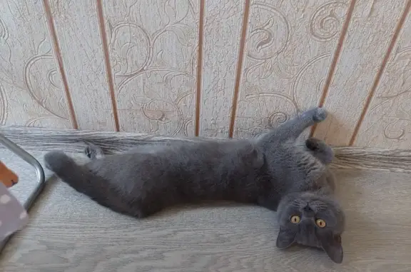 Потерянные животные Новосибирск, фото: Пропала шотландская кошка в районе гор. аэропорта, ул. Байкальская, 11
