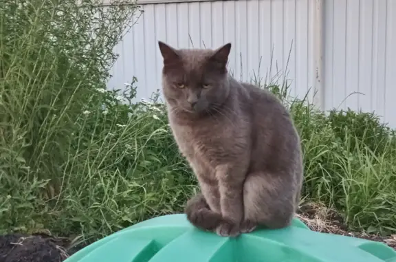 Пропала кошка в Коноваловке, Татарстан