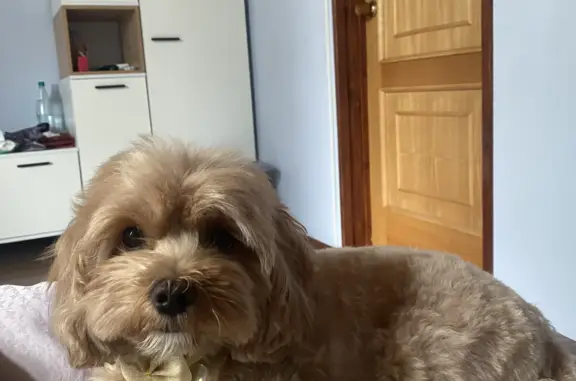 Собаки потеряшки, Москва, фото: Потеряшка собака, ул. Профсоюзная, 24 к.2, Москва