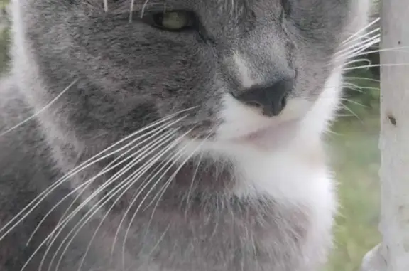 Кошки потеряшки, Ярославль, фото: Потеряшка кошка Кузя, ул. Добрынина 4, Ярославль