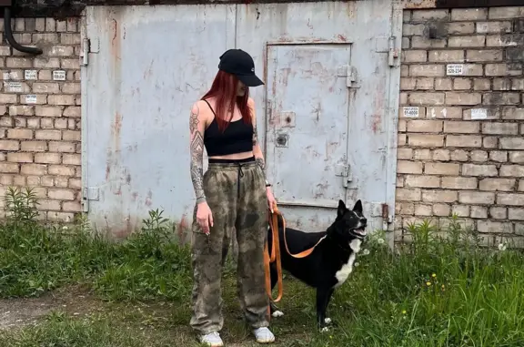 Пропала собака: 2 девочки русско европейские лайки, Чёрно-белая, Вологодская область