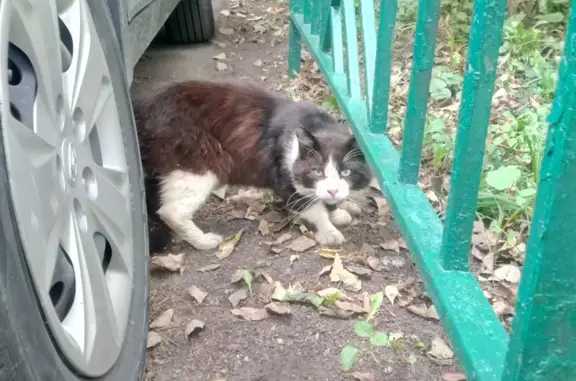 Найдена потерявшаяся кошка на Партизанской ул., 35, Москва