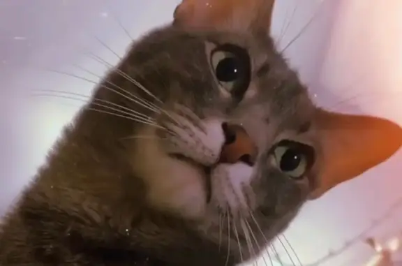 Кошки потеряшки, Санкт-Петербург, фото: Потеряшка серый ориентальный кот, пр-т Авиаконструкторов, 45