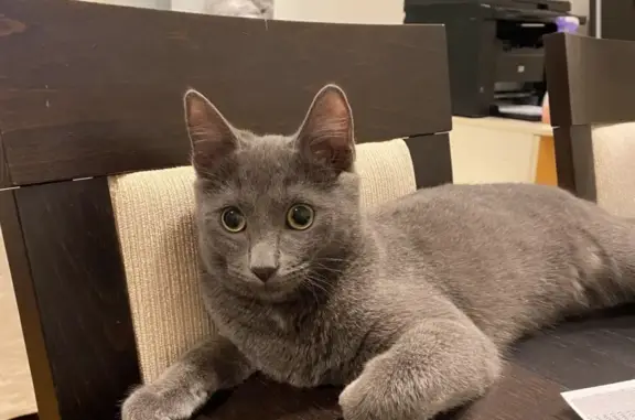 Потерянные животные Москва, фото: Пропала серая кошка, ул. Чаянова, 10с1, Москва