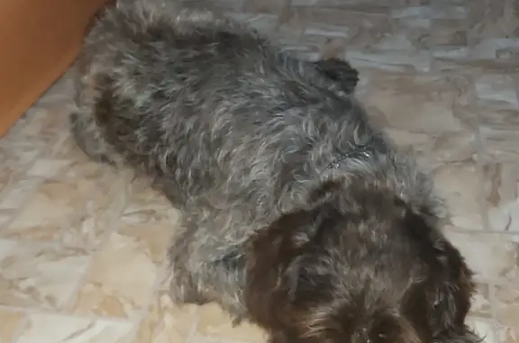 Найдена собака породы дратхар в Благовещенске