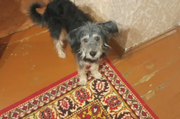 Пропала собака на ул. Хабаровская, 151, Пермь
