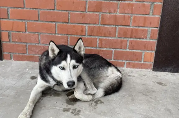 Найдена собака породы Хаски на Черноисточинском шоссе, 73