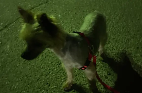 Собака Йорк найдена с украшениями на ушках, пр. Ленина, 18, Адыгейск