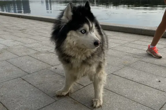 Найдена пушистая собака Маламут, ждет хозяина (Москва, Воробьевская наб.)