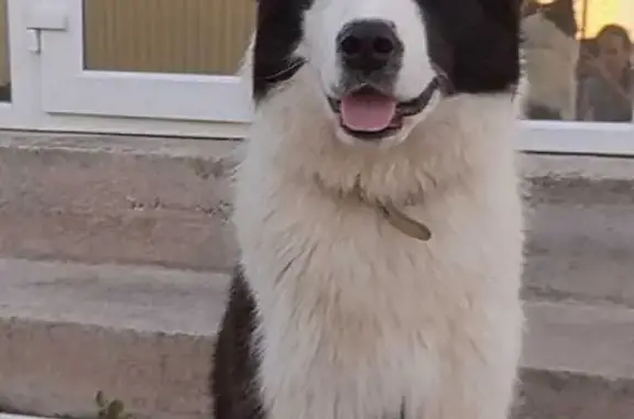 Пропала собака: Мальчик, 1 год, якутская лайка, ул. Коммуны, 62