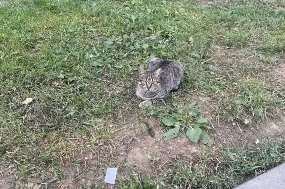 Кошка гуляет в Дубовой роще, Сосенский Стан 3,5