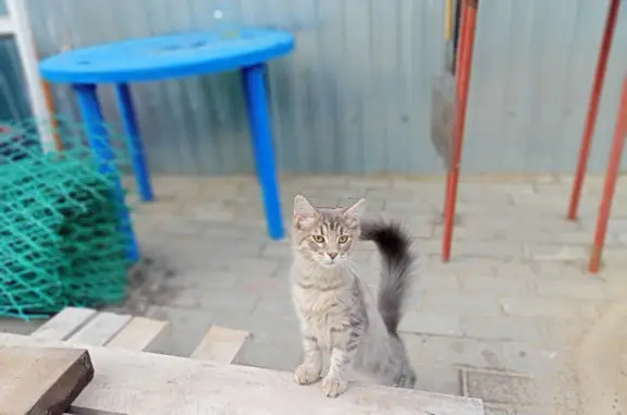 Найден Сибирский кот на ул. Братьев Захаровых, 10