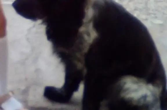 Пропала собака Русский охотничий спаниель, 3 года, окрас чёрно-пегий. Откликается Блэк. Есть ошейник. На правой стороне глаза есть шрам на брови. 3567+62 Первомайское