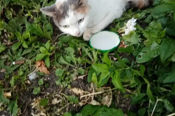 Пропала кошка на Гожувской ул., 12, Саранск