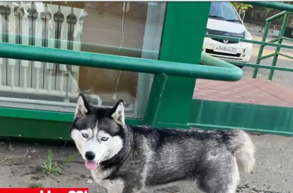 Пропала собака в Кирове 12, помощь нужна!