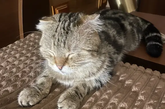 Найден вислоухий кот, ул. Николая Островского, 61, Астрахань